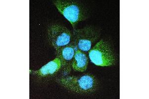IF analysis of ADH5 using anti-ADH5 antibody (ABIN4886429). (ADH5 Antikörper  (AA 212-374))