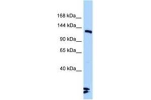 Image no. 1 for anti-Ligase III, DNA, ATP-Dependent (LIG3) (AA 930-979) antibody (ABIN6748213) (LIG3 Antikörper  (AA 930-979))