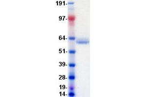 Western Blotting (WB) image for EPH Receptor A2 (EPHA2) protein (DYKDDDDK-His Tag) (ABIN2720232)