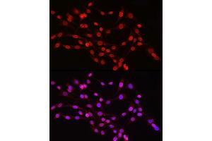 Immunofluorescence analysis of PC-12 cells using Lamin B1 Rabbit pAb (ABIN3015697, ABIN3015698, ABIN3015699, ABIN1680700 and ABIN6219049) at dilution of 1:150 (40x lens).
