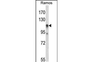 Western blot analysis of C11orf30 Antibody in Ramos cell line lysates (35ug/lane) (EMSY Antikörper  (N-Term))