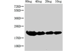 Western Blot Positive WB detected in Recombinant protein All lanes: hns antibody at 1:2000 Secondary Goat polyclonal to rabbit IgG at 1/50000 dilution Predicted band size: 19 kDa Observed band size: 21 kDa (HNS (AA 1-137) Antikörper)