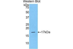 Western Blotting (WB) image for anti-Histone Cluster 2, H3a (HIST2H3A) (AA 1-136) antibody (ABIN1859167) (HIST2H3A Antikörper  (AA 1-136))