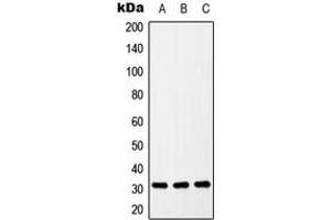 Western blot analysis of ZIP9 expression in U937 (A), Raw264.