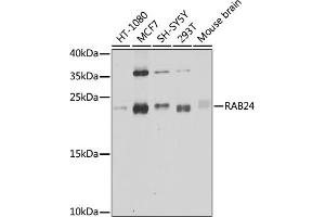 Western blot analysis of extracts of various cell lines, using R antibody (ABIN6132225, ABIN6146561, ABIN6146562 and ABIN6224440) at 1:1000 dilution. (RAB24 Antikörper  (AA 1-203))