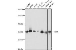 Western blot analysis of extracts of various cell lines using TSFM Polyclonal Antibody at dilution of 1:1000. (TSFM Antikörper)