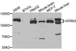 Western blot analysis of extracts of various cell lines, using NTRK3 antibody. (NTRK3 Antikörper)