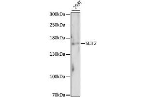 Western blot analysis of extracts of 293T cells, using SLIT2 antibody (ABIN6293578). (SLIT2 Antikörper)