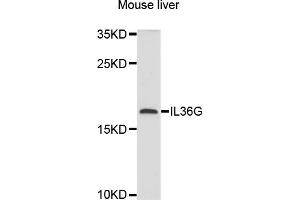Western blot analysis of extracts of mouse liver, using IL36G antibody (ABIN6003861) at 1/1000 dilution. (IL1F9 Antikörper)