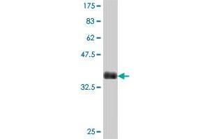 Western Blotting (WB) image for anti-Defective in Cullin Neddylation 1, Domain Containing 1 (DCUN1D1) (AA 1-89) antibody (ABIN565718)