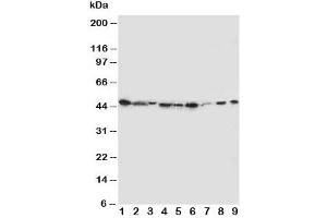 Western blot testing of IDO antibody and Lane 1:  SMMC-7721