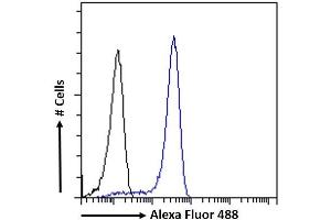 (ABIN6391384) Flow cytometric analysis of paraformaldehyde fixed HEK293 cells (blue line), permeabilized with 0. (SOX2 Antikörper  (N-Term))