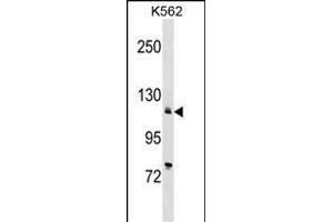 ATP2A2 Antibody (Center) (ABIN1538370 and ABIN2848666) western blot analysis in K562 cell line lysates (35 μg/lane). (ATP2A2 Antikörper  (AA 374-403))