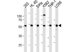 Western blot analysis in 293,HL-60,SiHa,K562,THP-1,U266 cell line lysates (35ug/lane). (YY1 Antikörper  (N-Term))