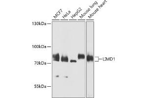 Western blot analysis of extracts of various cell lines, using LIMD1 antibody (ABIN7268259) at 1:1000 dilution. (LIMD1 Antikörper  (AA 1-200))