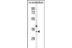 OR51I1 Antibody (C-term) (ABIN654595 and ABIN2844294) western blot analysis in mouse cerebellum tissue lysates (35 μg/lane). (OR51I1 Antikörper  (C-Term))