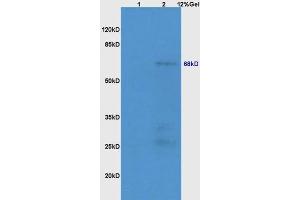 Lane 1: mouse lung lysates Lane 2: mouse embryo lysates probed with Anti NR1D1/REV-ERB alpha Polyclonal Antibody, Unconjugated (ABIN700854) at 1:200 in 4 °C. (NR1D1 Antikörper)