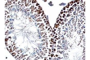 IHC-P Image PCNA antibody detects PCNA protein at nucleus on mouse testis by immunohistochemical analysis.