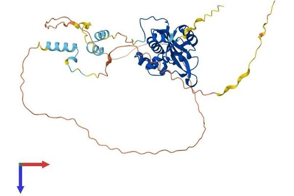 REXO4 Protein (AA 1-422) (His tag)