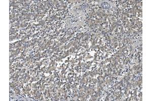 IHC analysis of AFM using anti-AFM antibody (ABIN7601674).