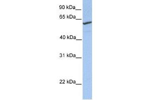 Western Blotting (WB) image for anti-RFT1 Homolog (RFT1) antibody (ABIN2459371) (RFT1 Antikörper)