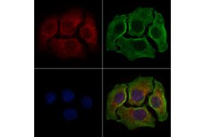 ABIN6258520 and ABIN6274742 staining HepG2 cells by IF/ICC. (MRPL44 Antikörper)