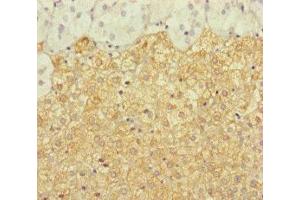 Immunohistochemistry of paraffin-embedded human adrenal gland tissue using ABIN7150168 at dilution of 1:100 (ERCC1 Antikörper  (AA 1-323))