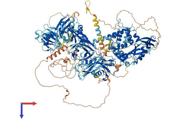 USP47 Protein (AA 1-1375) (His tag)