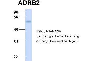 Host:  Rabbit  Target Name:  ADRB2  Sample Type:  Human Fetal Lung  Antibody Dilution:  1. (beta 2 Adrenergic Receptor Antikörper  (Middle Region))