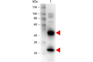 Western Blot of Biotin conjugated Goat anti-Armenian Hamster IgG antibody.