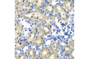 Immunohistochemistry of paraffin-embedded rat kidney using ABAT antibody (ABIN1876487) at dilution of 1:100 (40x lens). (ABAT Antikörper)