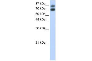 HNRPUL1 antibody used at 0. (HNRNPUL1 Antikörper  (C-Term))