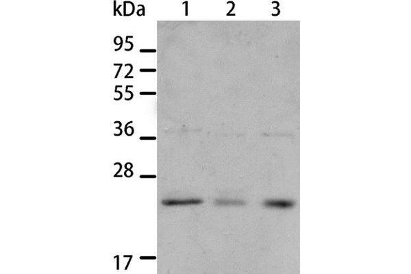 BNIP1 Antikörper