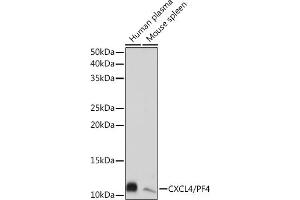 Western blot analysis of extracts of various cell lines, using CXCL4/CXCL4/PF4 Rabbit mAb (ABIN1683188, ABIN3017983, ABIN3017984 and ABIN7101555) at 1:1000 dilution. (PF4 Antikörper)