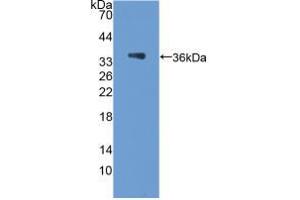 Western blot analysis of recombinant Rat PCX. (PODXL Antikörper  (AA 153-386))
