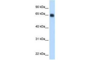 Image no. 1 for anti-Kininogen 1 (KNG1) (AA 251-300) antibody (ABIN6749733) (KNG1 Antikörper  (AA 251-300))