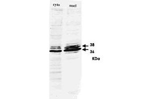 Western blot for HNRNPA2B1 monoclonal antibody, clone DP3B3  on HeLa cell extract. (HNRNPA2B1 Antikörper)