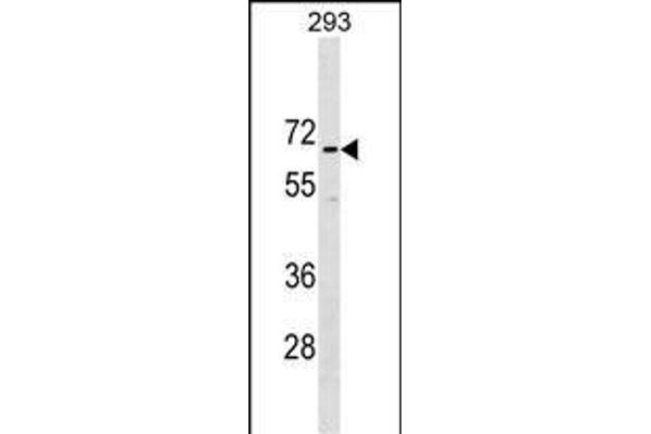 CCDC151 Antikörper  (N-Term)