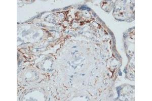 Immunohistochemistry of paraffin-embedded Human placenta using SLAMF7 Polyclonal Antibody at dilution of 1:100 (40x lens). (SLAMF7 Antikörper)