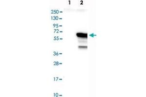 Western blot analysis of Lane 1: Negative control (vector only transfected HEK293T lysate), Lane 2: Over-expression Lysate (Co-expressed with a C-terminal myc-DDK tag (~3. (IRF4 Antikörper)