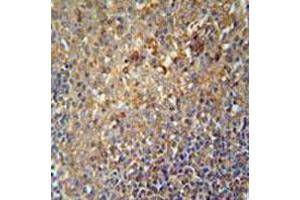 Immunohistochemical staining of formalin-fixed and paraffin-embedded human tonsil tissue reacted with SERPINA9 monoclonal antibody  at 1:50-1:100 dilution. (SERPINA9 Antikörper  (AA 158-186))