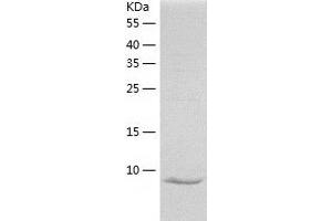 Western Blotting (WB) image for Thioredoxin 2 (TXN2) (AA 60-166) protein (His tag) (ABIN7125357)