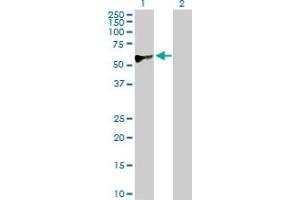 Western Blot analysis of CREB3 expression in transfected 293T cell line by CREB3 MaxPab polyclonal antibody.