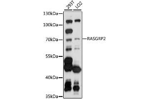 Western blot analysis of extracts of various cell lines, using RASGRP2 antibody (ABIN6293518) at 1:1000 dilution. (RASGRP2 Antikörper)