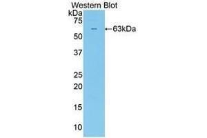 Western Blotting (WB) image for anti-Sulfatase 2 (SULF2) (AA 337-649) antibody (ABIN1860662) (SULF2 Antikörper  (AA 337-649))