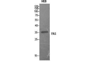 Western Blot (WB) analysis of HEB cells using FAS Polyclonal Antibody. (FAS Antikörper  (Internal Region))