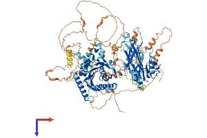 NIR1 Protein (AA 1-974) (His tag)