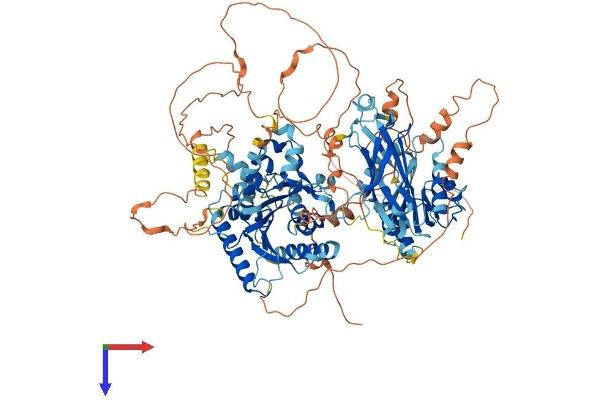 NIR1 Protein (AA 1-974) (His tag)