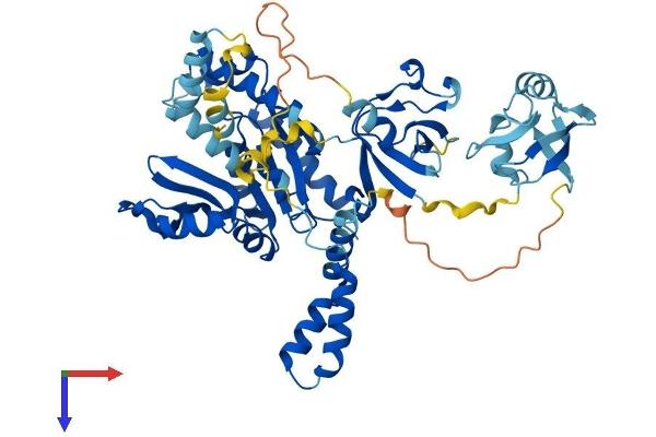 MPP6 Protein (AA 1-540) (His tag)