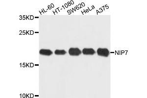 Western blot analysis of extracts of various cell lines, using NIP7 antibody (ABIN5972719) at 1/1000 dilution. (NIP7 Antikörper)